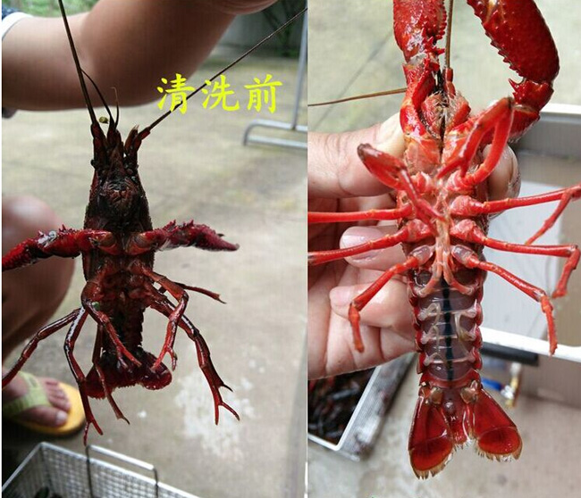 crayfish ultrasonic cleaner